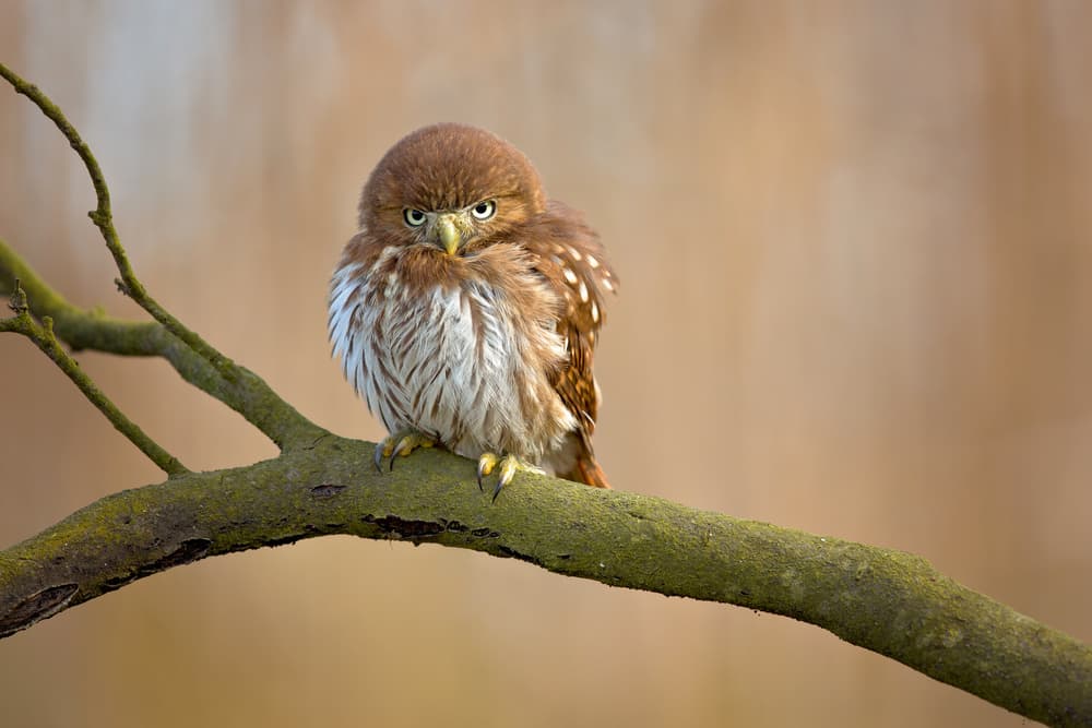 Intense Little Owl by Milan Zygmunt — canvas wall art