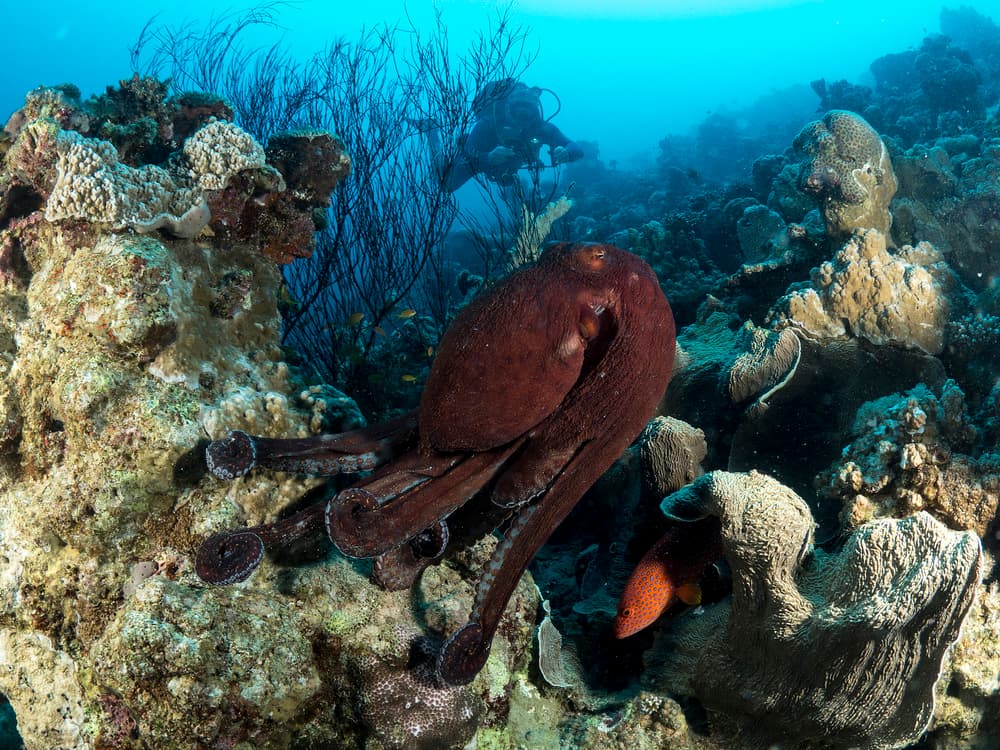 Underwater Octopus Encounter by Ilan Ben Tov — canvas wall art