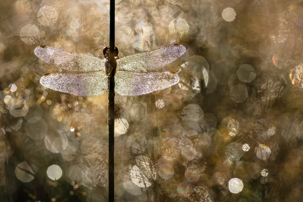 Dewy Dragonfly Wings by Rob Blanken — canvas wall art