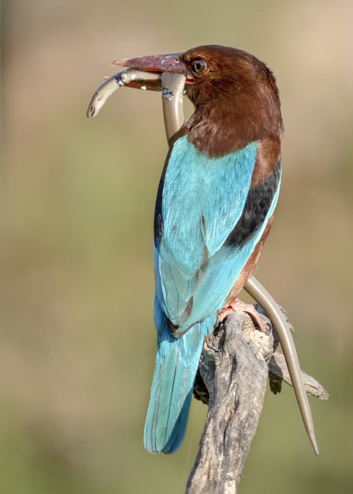 Blue Kingfisher Hunting by Eyal Amer — canvas wall art