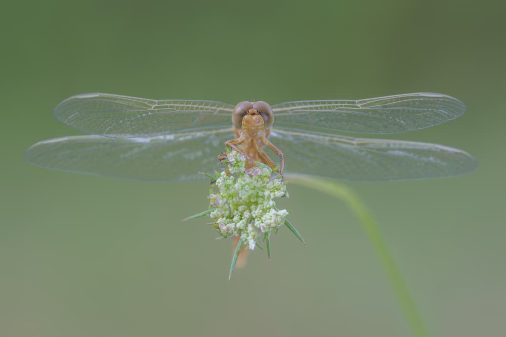 Resting Dragonfly Macro by Massimo Tamajo — canvas wall art