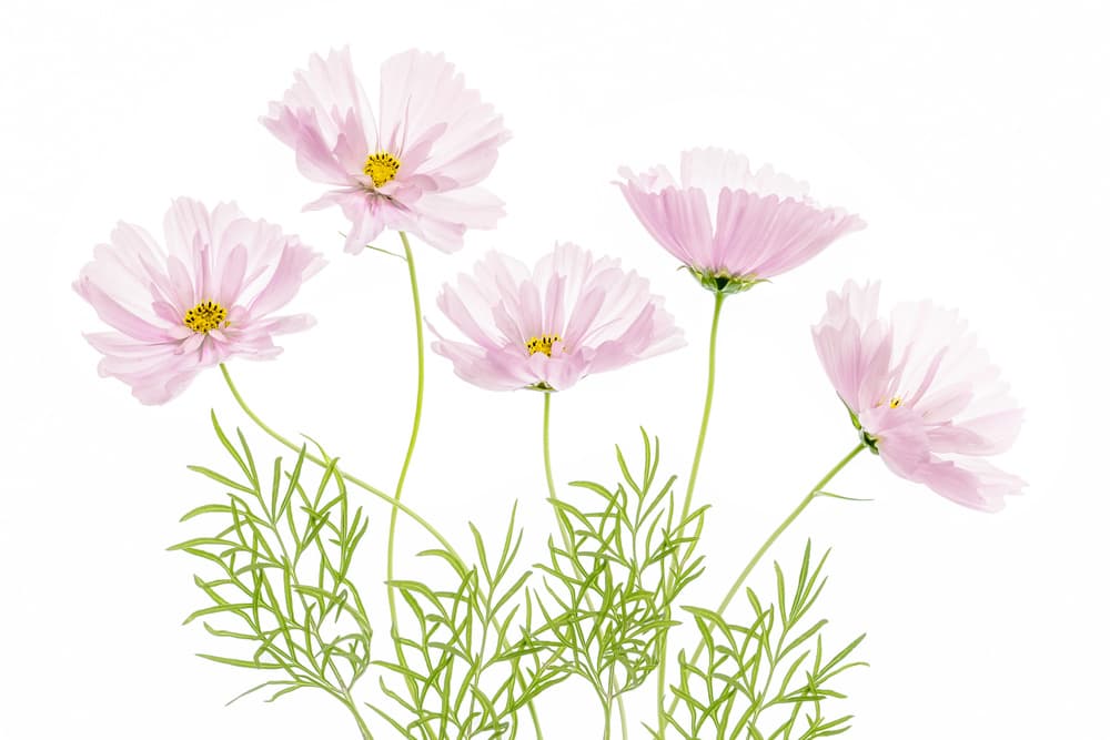 Cosmos Cupcake by Mandy Disher — canvas wall art