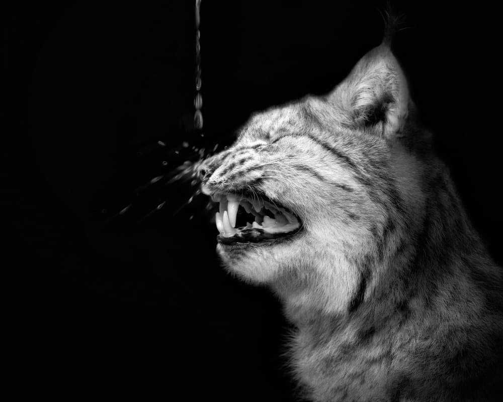 Fierce Lynx Splash by Holger Droste — canvas wall art