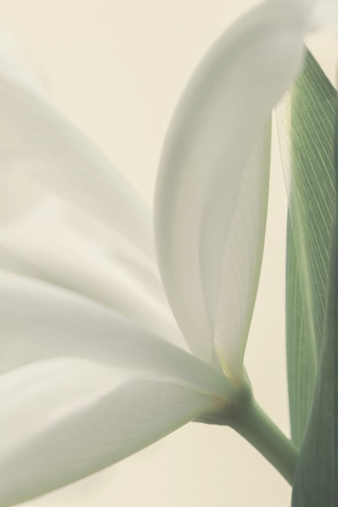White Petal Grace by Alyson Fennell — canvas wall art