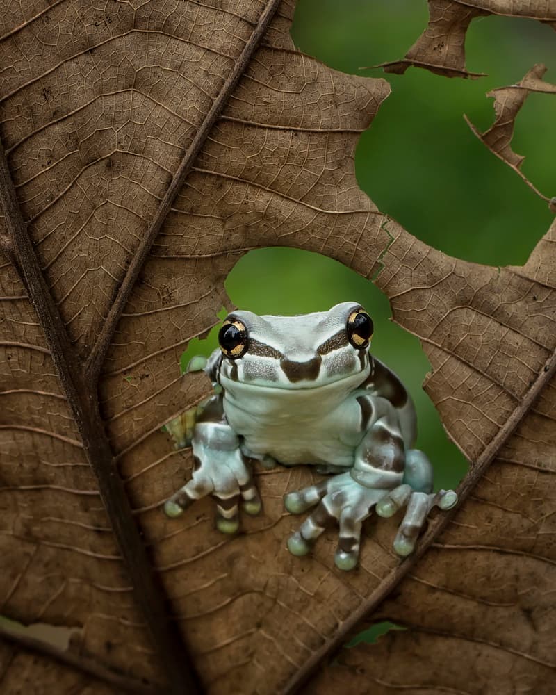 Curious Jungle Frog by Tantoyensen — canvas wall art