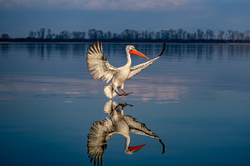 Majestic Pelican Reflection by Marius Tudor — canvas wall art