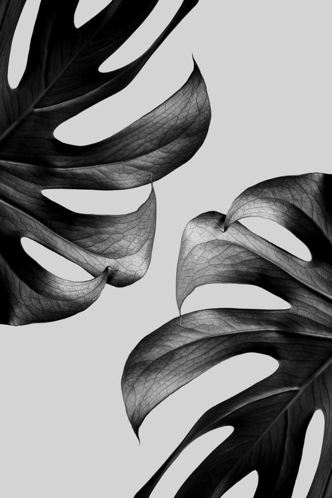Elegant Monstera Duo by Pictufy Studio III — canvas wall art