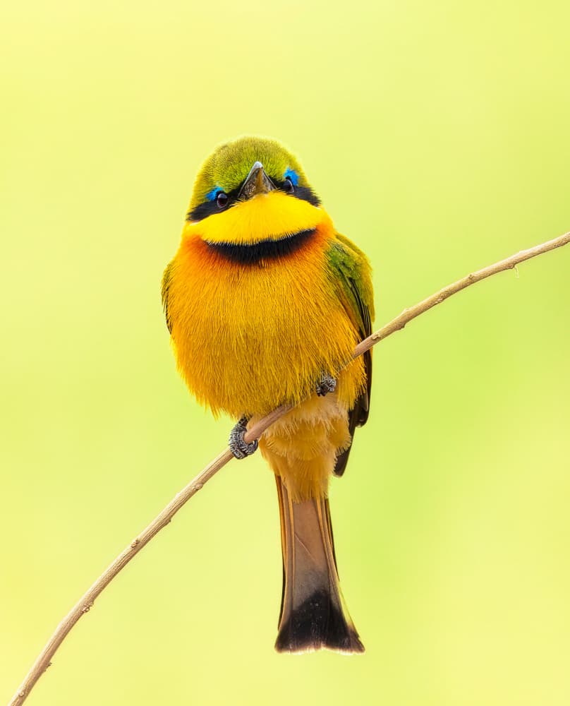 Happy Little Bee-eater by Yanny Liu — canvas wall art