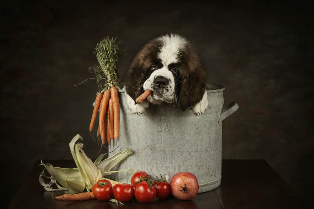 Saint Bernard Harvest by Carola Kayen-Mouthaan — canvas wall art