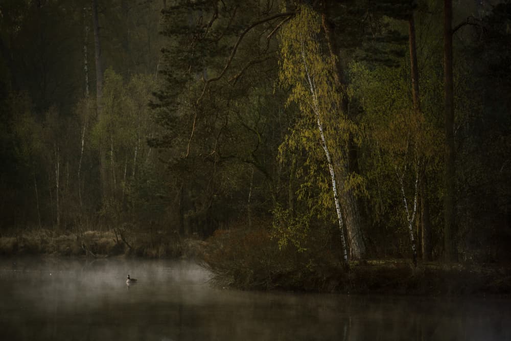 Misty Forest Lake by Anton van Dongen — canvas wall art