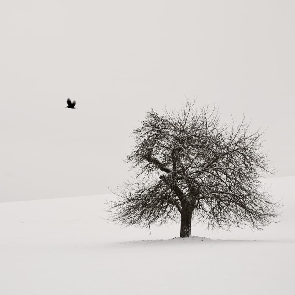 Winter Tree and Crow by Lena Weisbek — canvas wall art