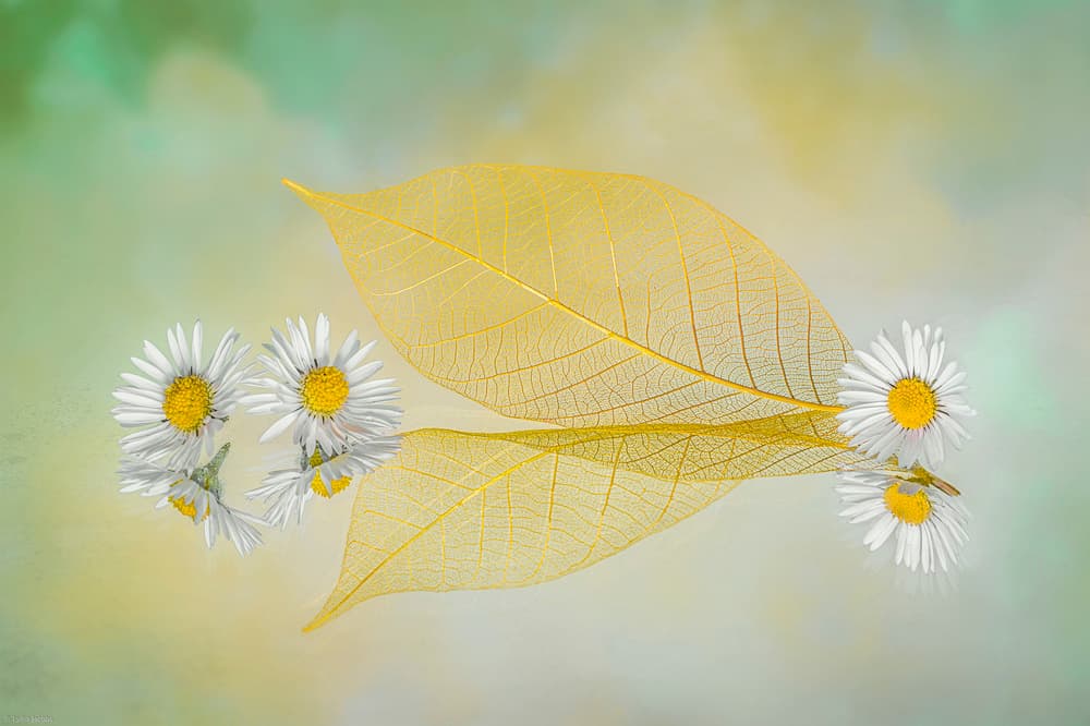 Mini Daisy by Lydia Jacobs — canvas wall art