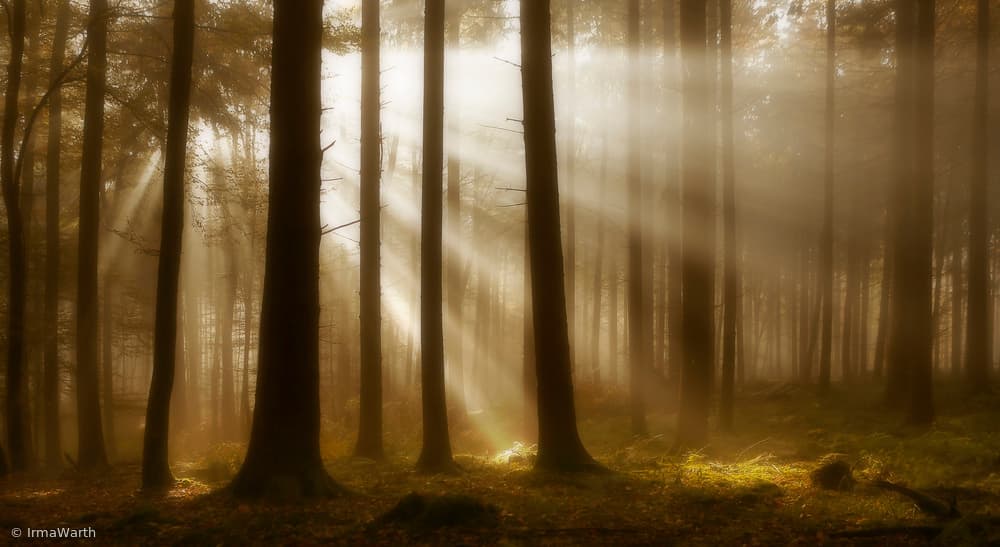 Misty Forest Sunbeams by Irma Warth — canvas wall art