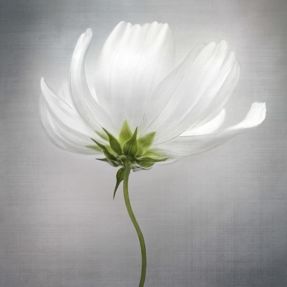Cosmos *** by Mandy Disher — canvas wall art