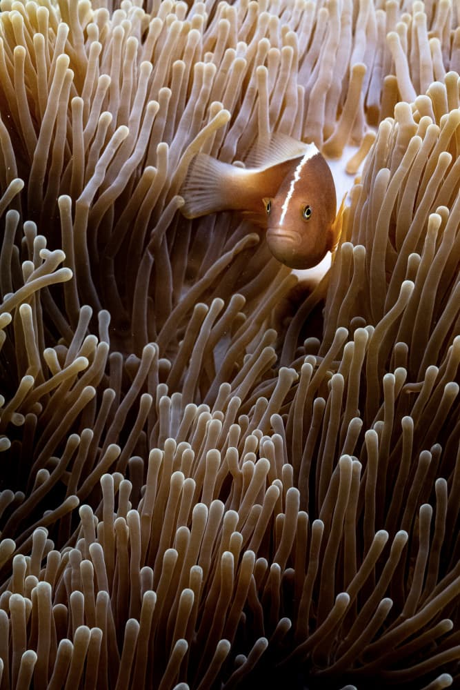 Pink Clownfish Anemone by Serge Melesan — canvas wall art