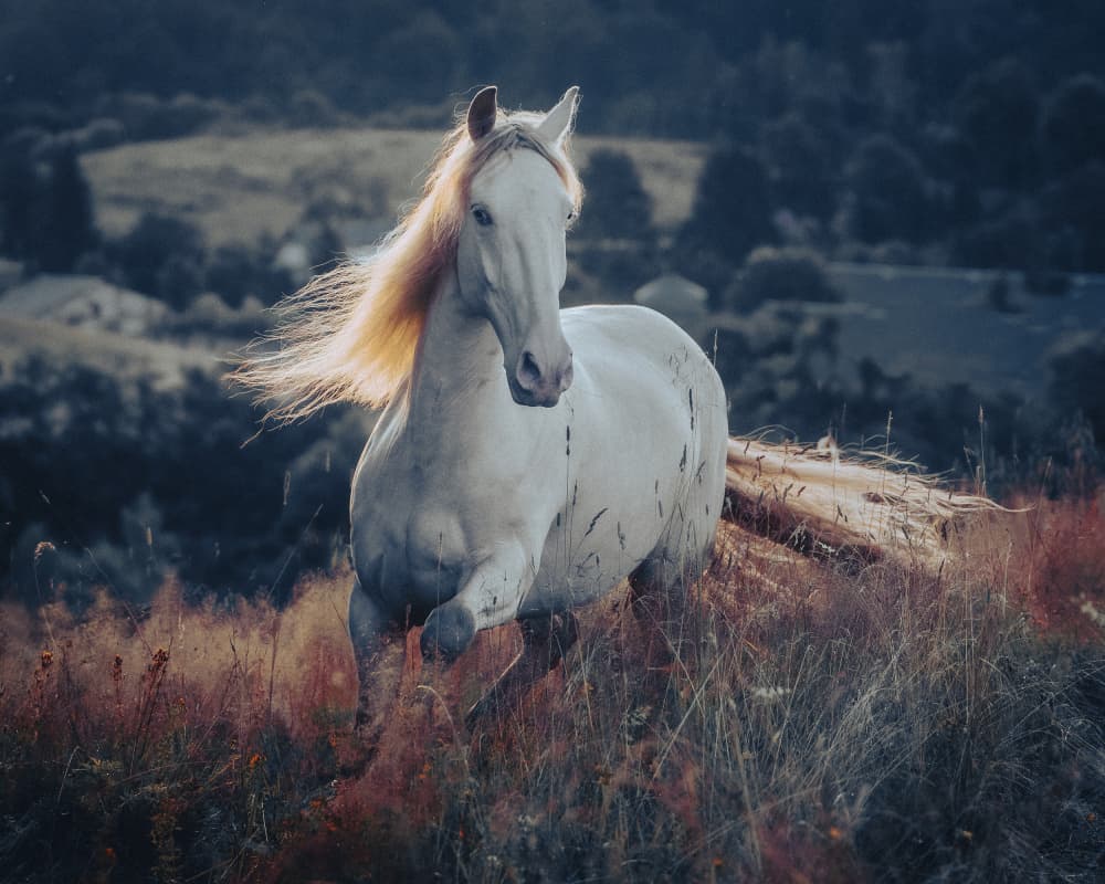 Majestic Horse Golden Sunset by Cembrzynski Ignacy — canvas wall art