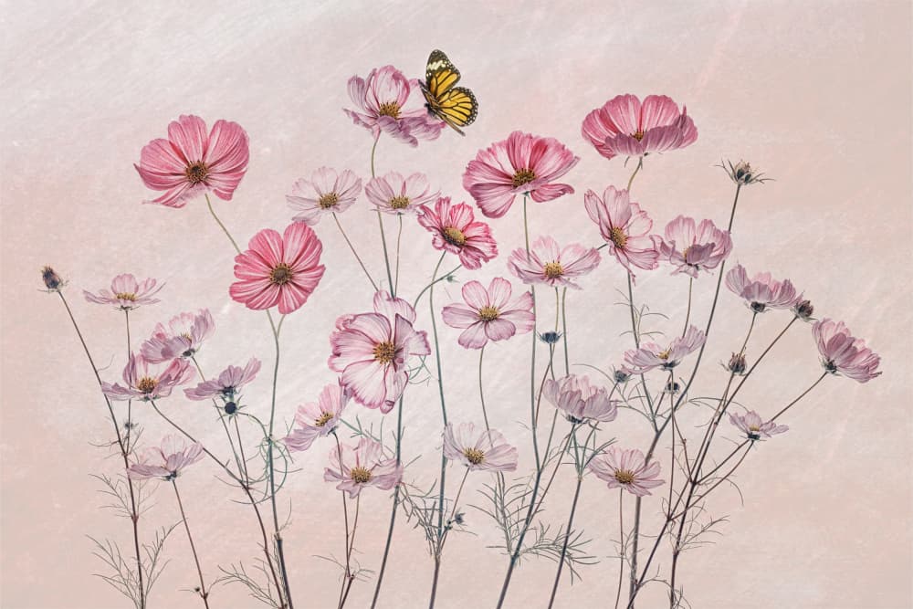 Pink Cosmos Butterfly