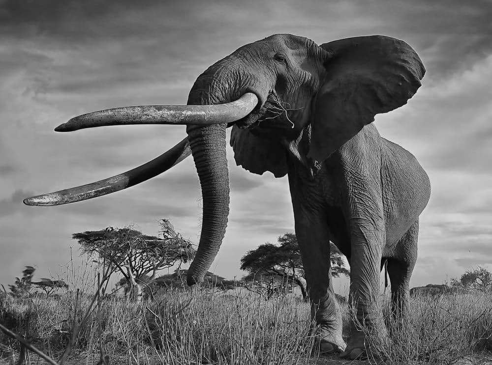 Majestic African Tusker by Jennifer Lu — canvas wall art