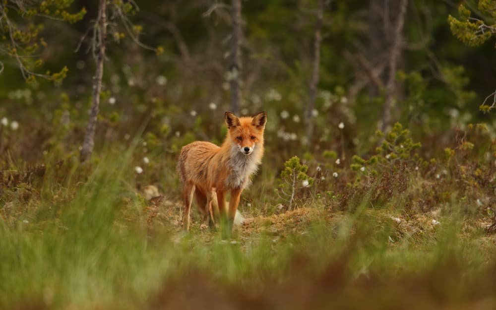 Watchful Forest Fox by Assaf Gavra — canvas wall art