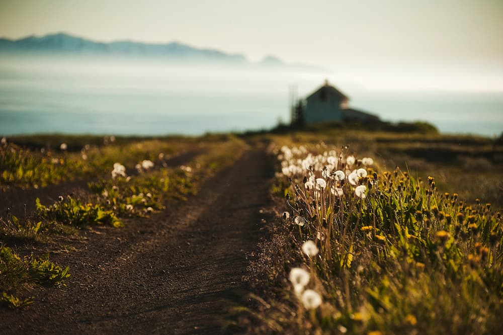 Dandelion Path to Sea by Sorin Vidis — canvas wall art