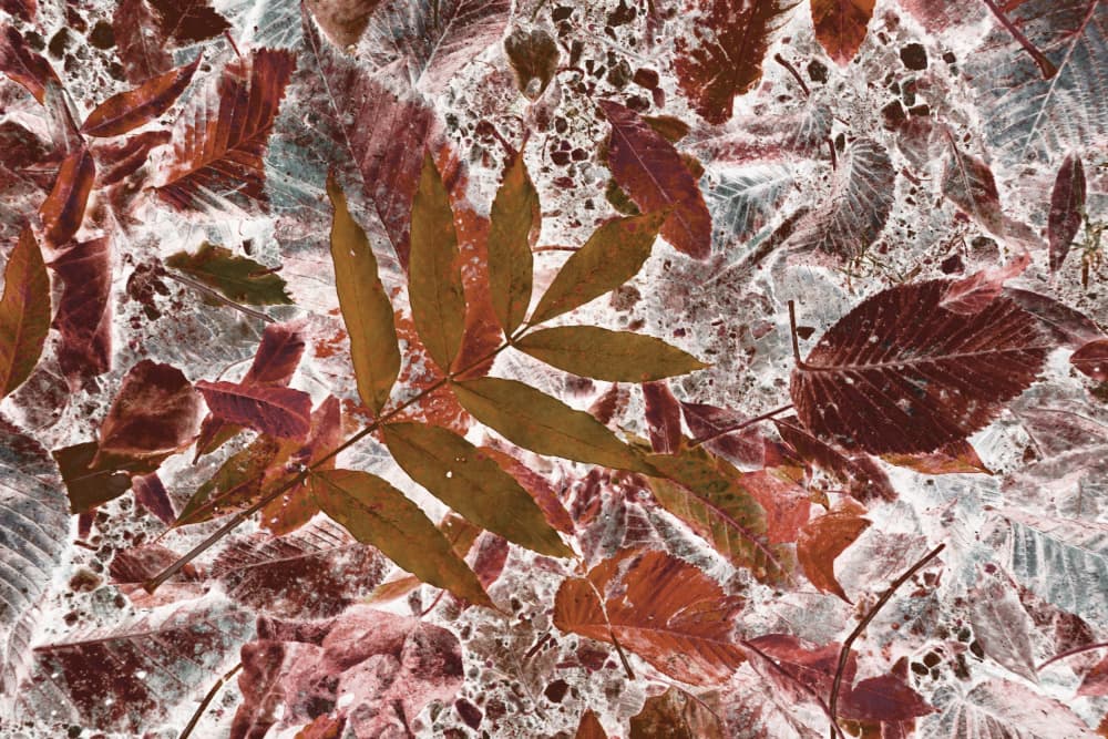 Vibrant Autumn Foliage by Christina Sillen — canvas wall art