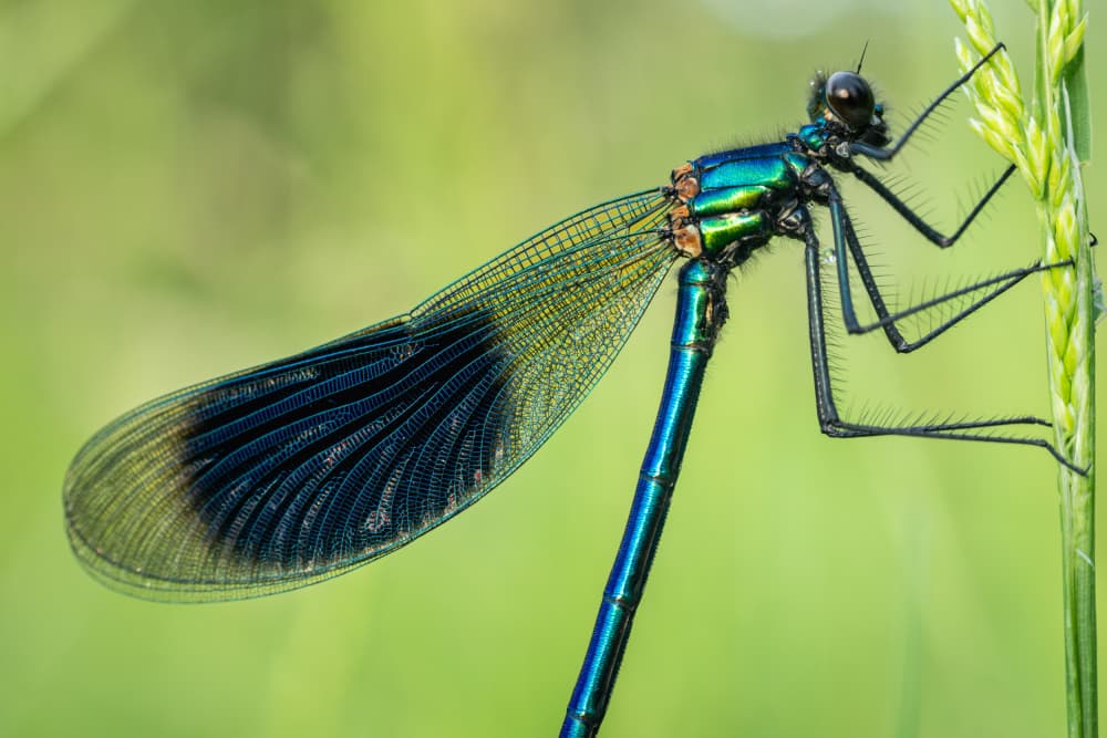 Jeweled Damselfly Close-up by Kilian CabGuy — canvas wall art