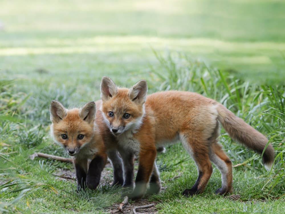 Young Red Foxes by Taksing (吉星高照) — canvas wall art