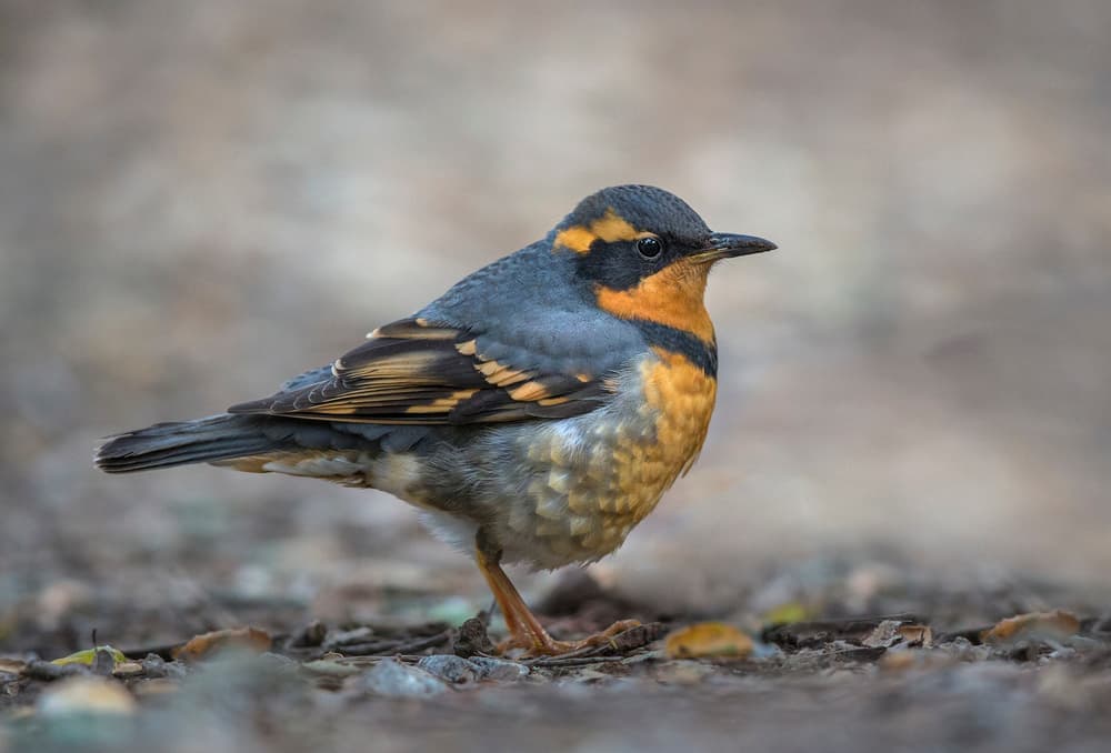 Striking Varied Thrush by Greg Barsh — canvas wall art