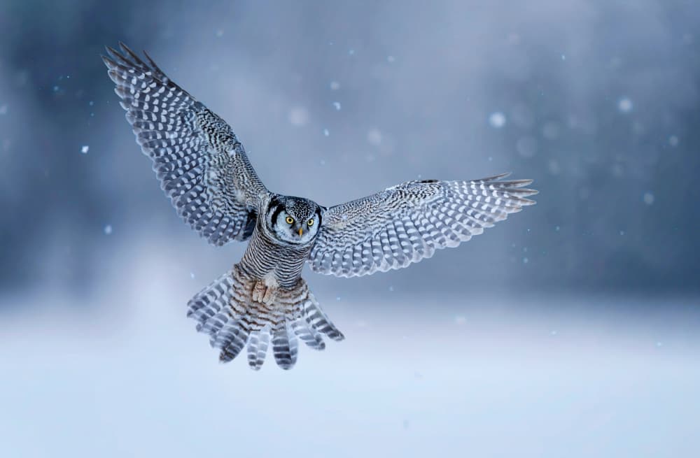 Majestic Winter Owl Flight by Tao Huang — canvas wall art