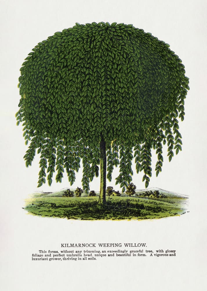 Kilmarnock Weeping Willow Tree Lithograph by Botanical Specimen Rochester Lithographing — canvas wall art