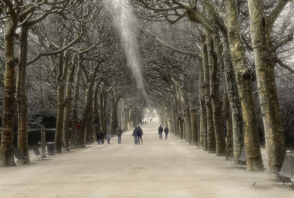 Sunlit Winter Walk by Anna Cseresnjes — canvas wall art