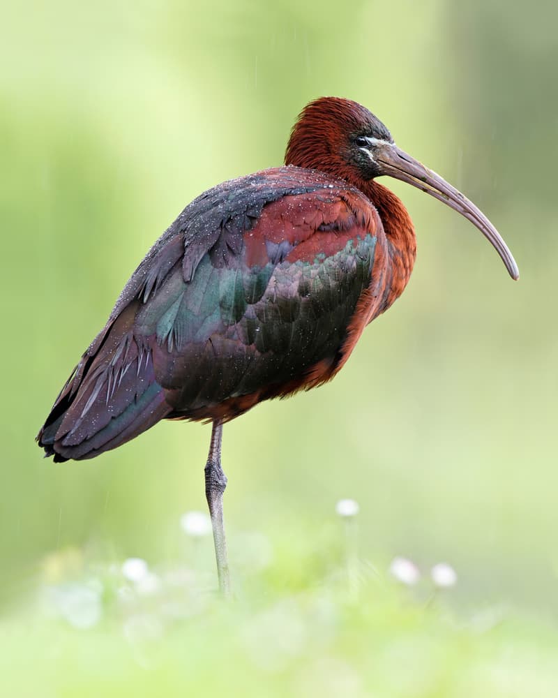 Elegant Glossy Ibis by Mario Suárez — canvas wall art