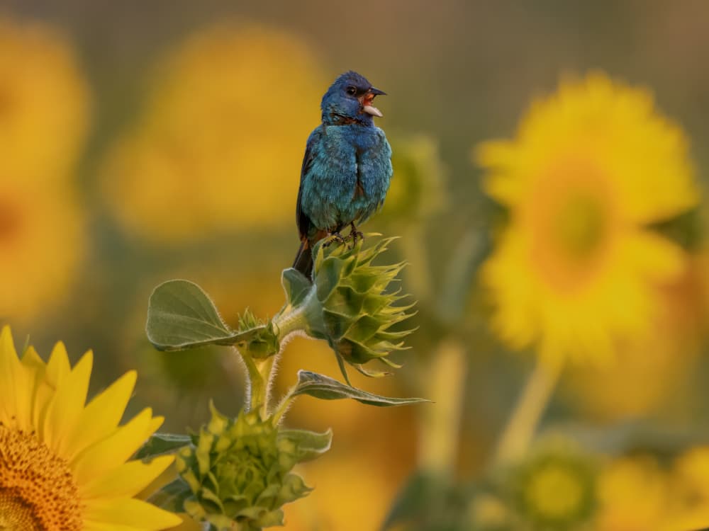Blue Bird Sunflower Song by Yi Pan — canvas wall art