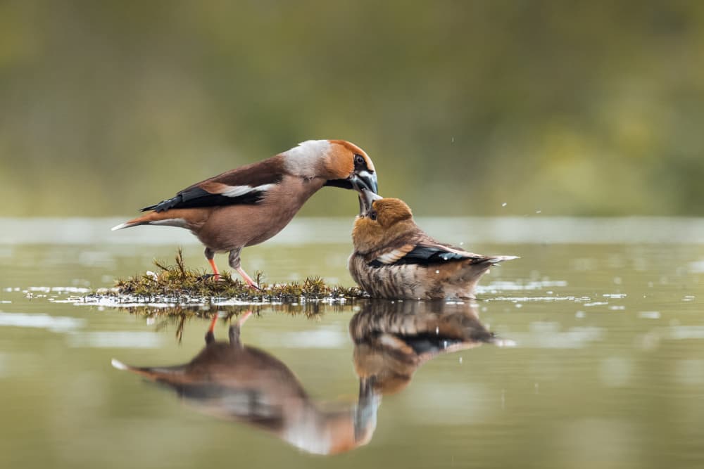 Nurturing Wild Birds by Gert J ter Horst — canvas wall art