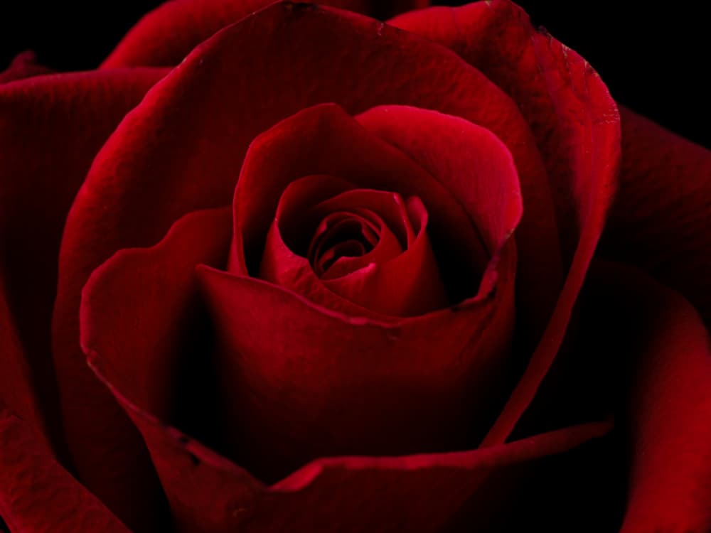 Velvet Red Rose by engin akyurt — canvas wall art