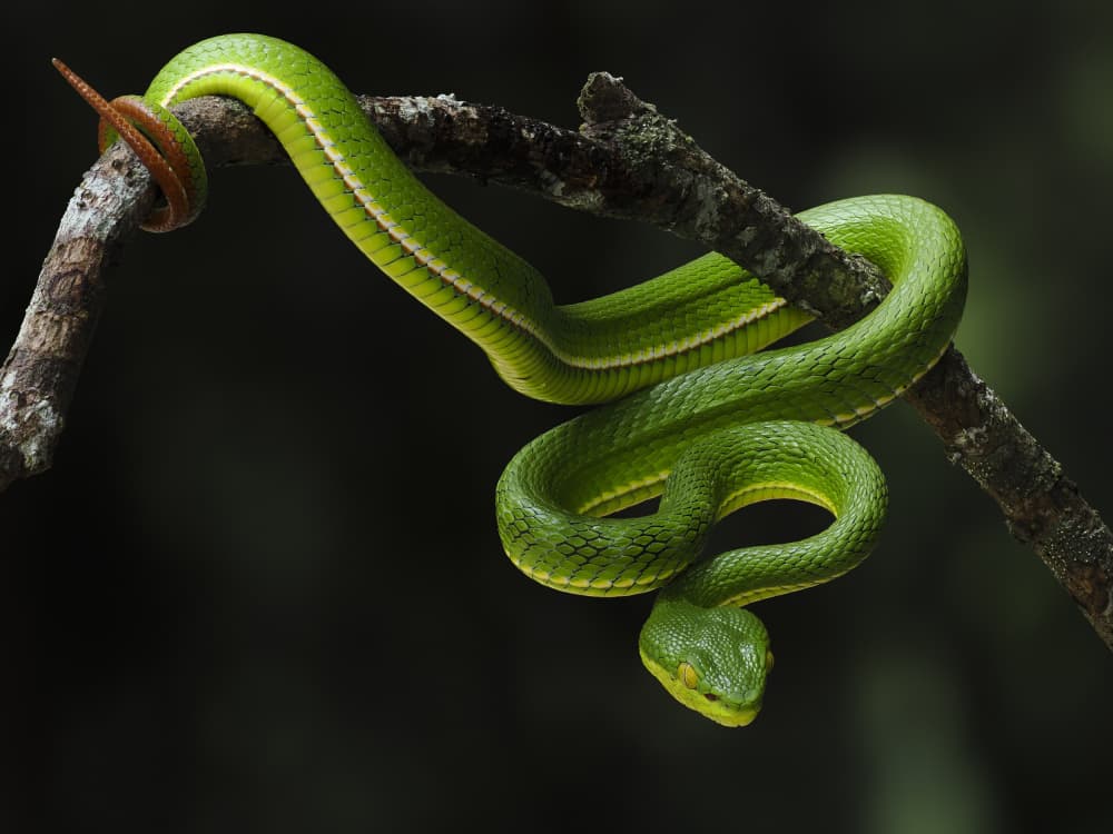 Vivid Green Tree Snake by HuongHoang — canvas wall art