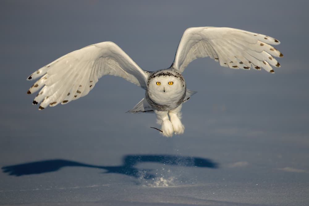 Majestic Snowy Owl Flight by Alessandro Catta — canvas wall art