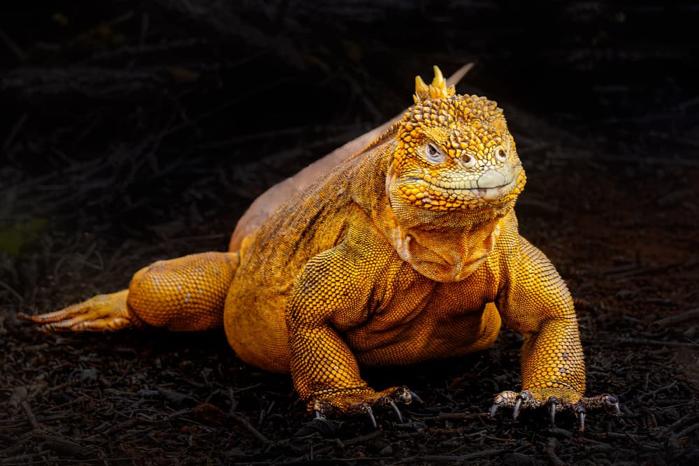 Golden Land Iguana by James Cai — canvas wall art