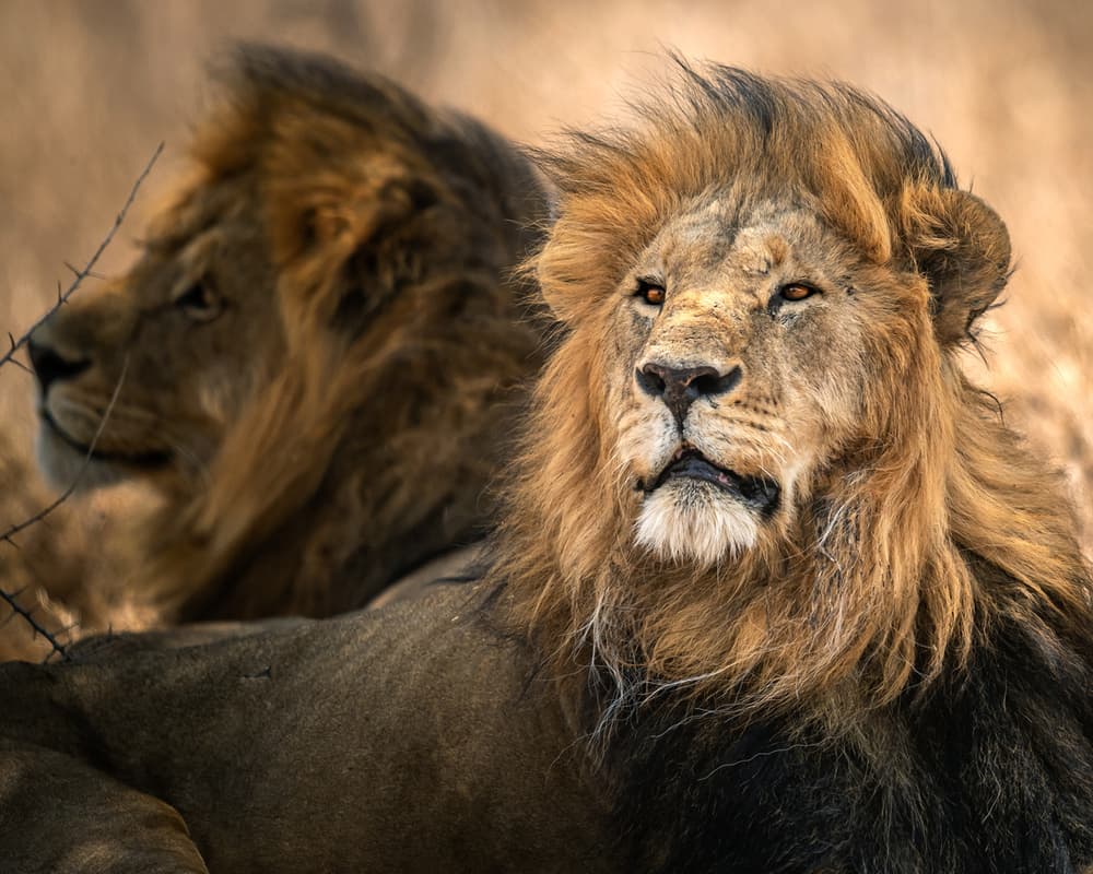Majestic African Lions by Hung Tsui — canvas wall art
