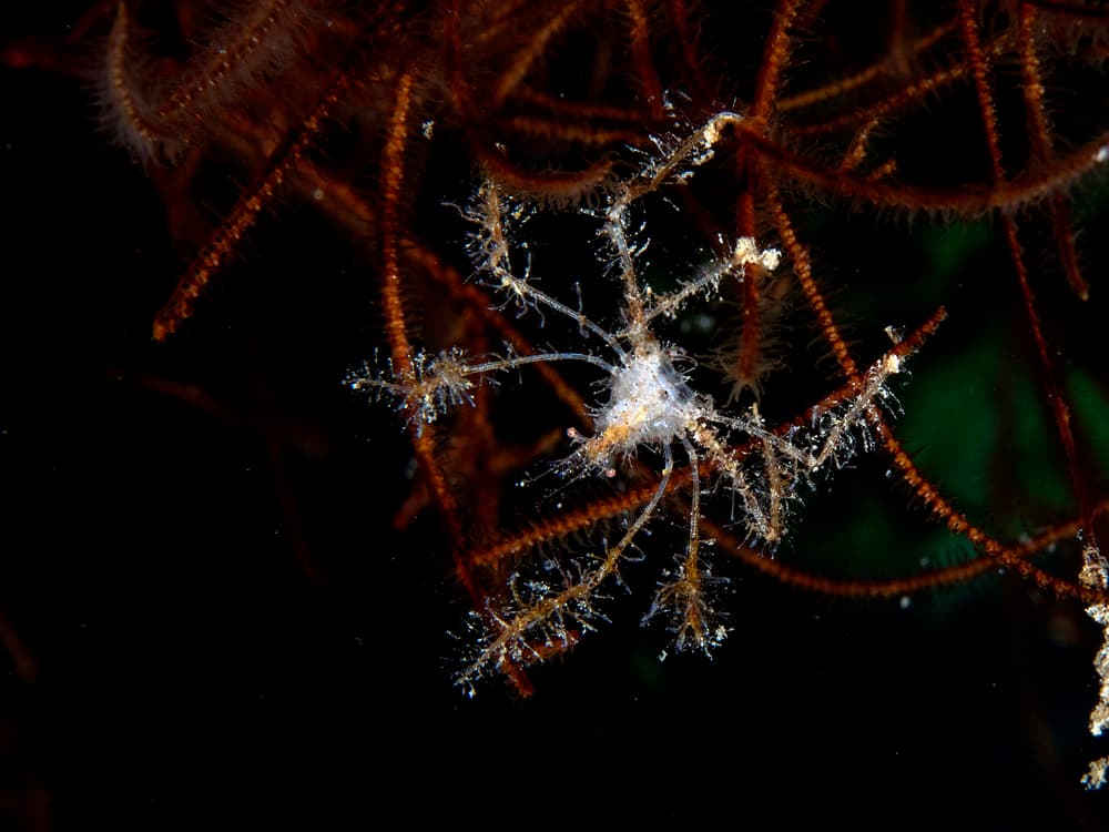 Intricate Sea Spider by Ilan Ben Tov — canvas wall art