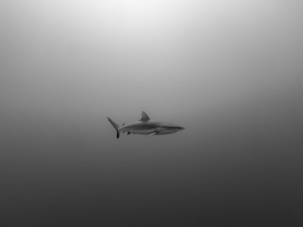 Solitary Shark Swim by Serge Melesan — canvas wall art