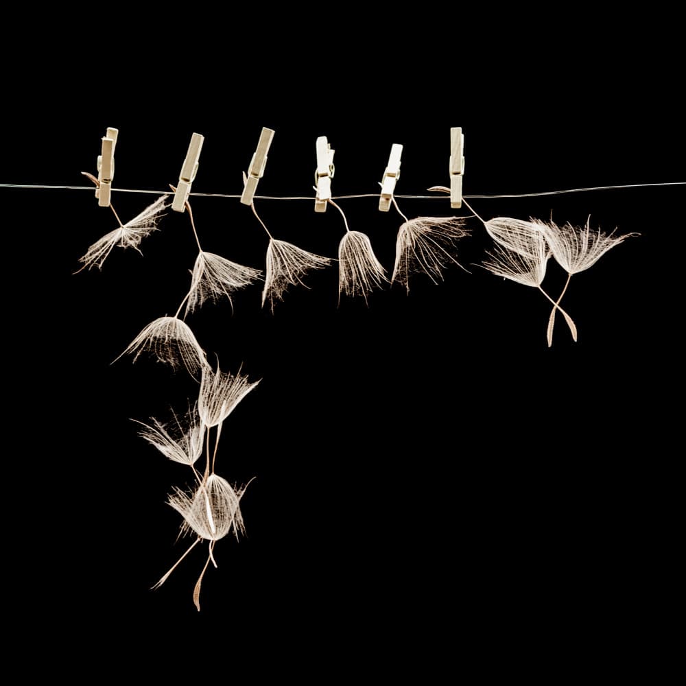Delicate Dandelion Seeds by Ileana Bosogea-Tudor — canvas wall art