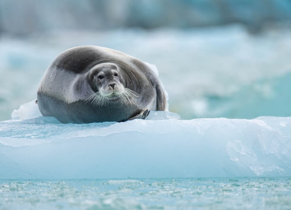 Peaceful Arctic Seal by Manish Nagpal — canvas wall art
