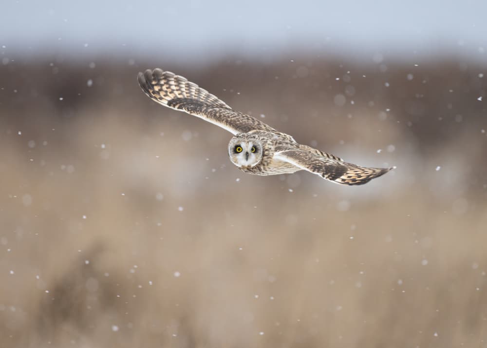 Winter Owl in Flight by Tony Xu — canvas wall art