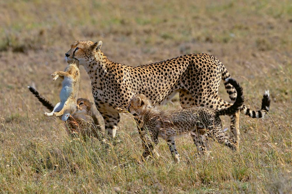 Cheetah Family Hunt by Giuseppe DAmico — canvas wall art