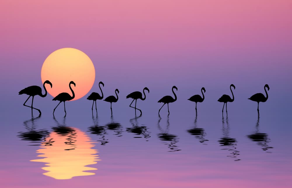 Flamingos Golden Sunset by Bess Hamiti — canvas wall art