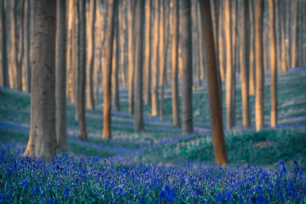Magical Bluebell Woods by Adrian Popan — canvas wall art