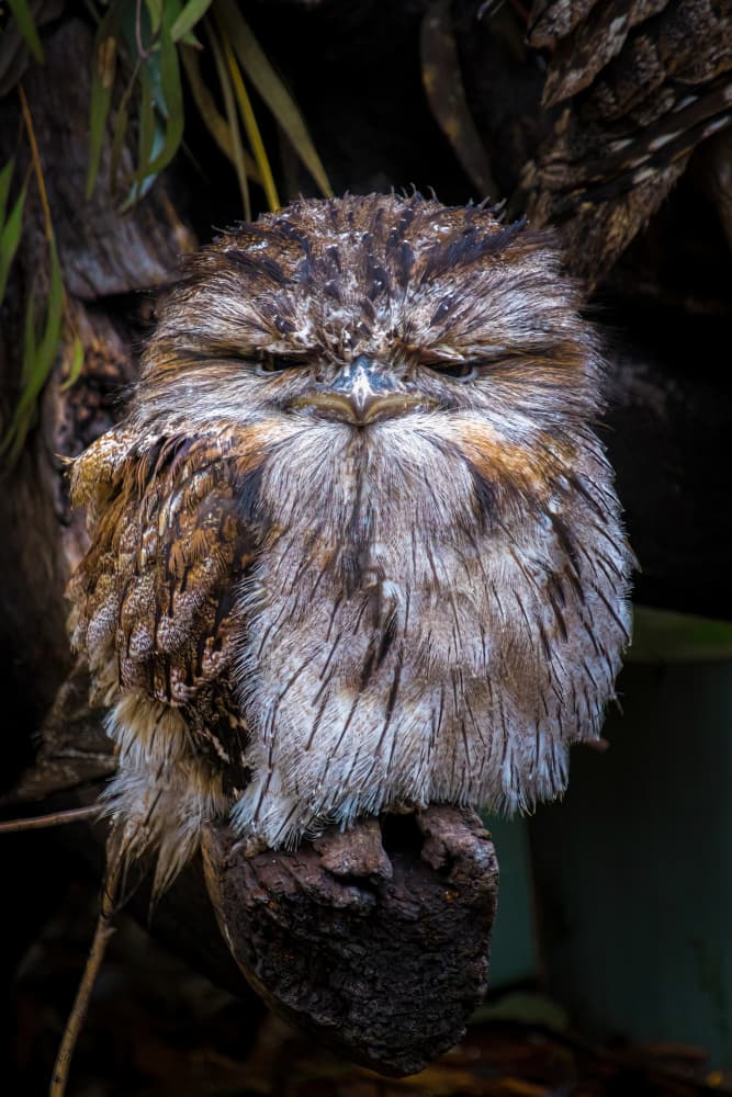 Deep Sleep Bird by Ulrike Leinemann — canvas wall art