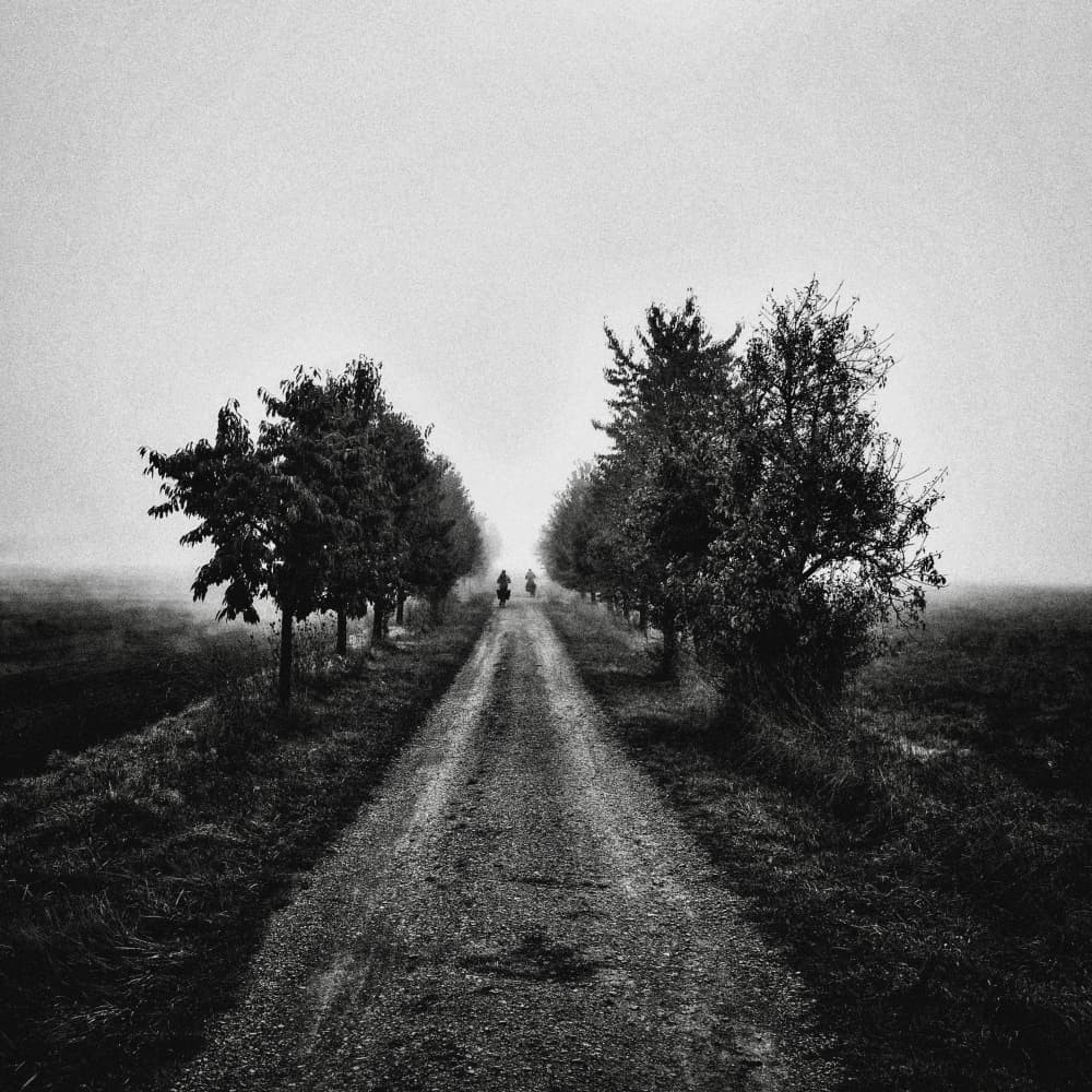 Tree Lined Misty Path by Robert Kuavi — canvas wall art