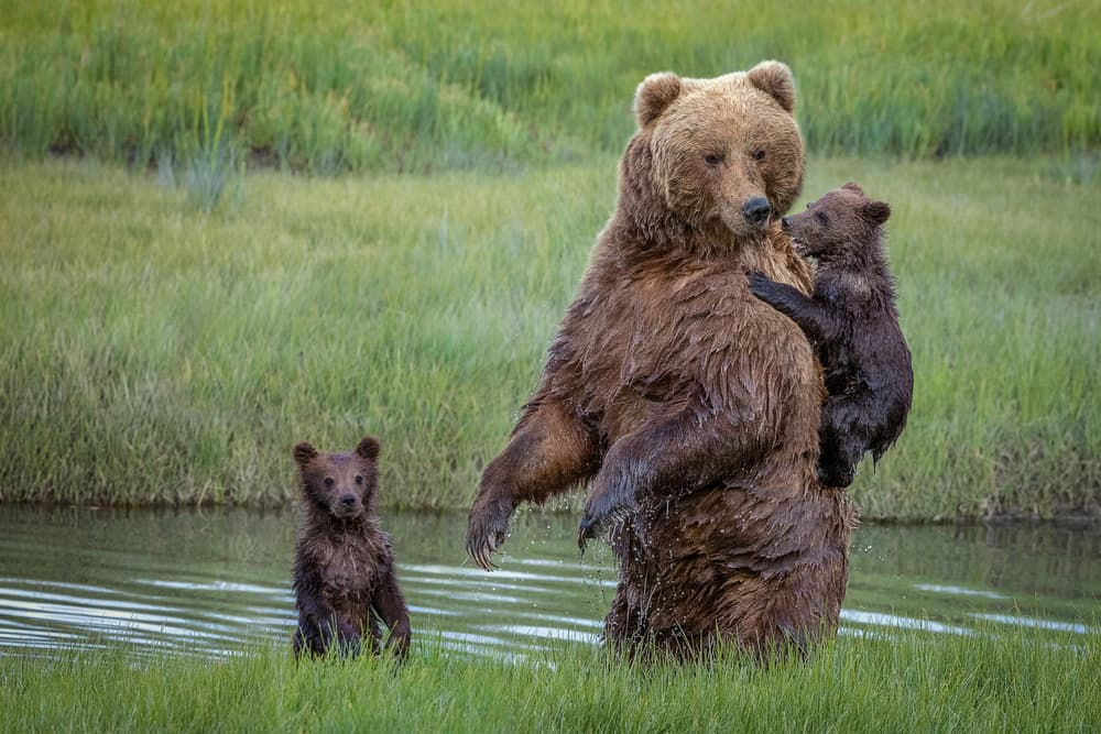 Wild Bear Family by Renee Doyle — canvas wall art
